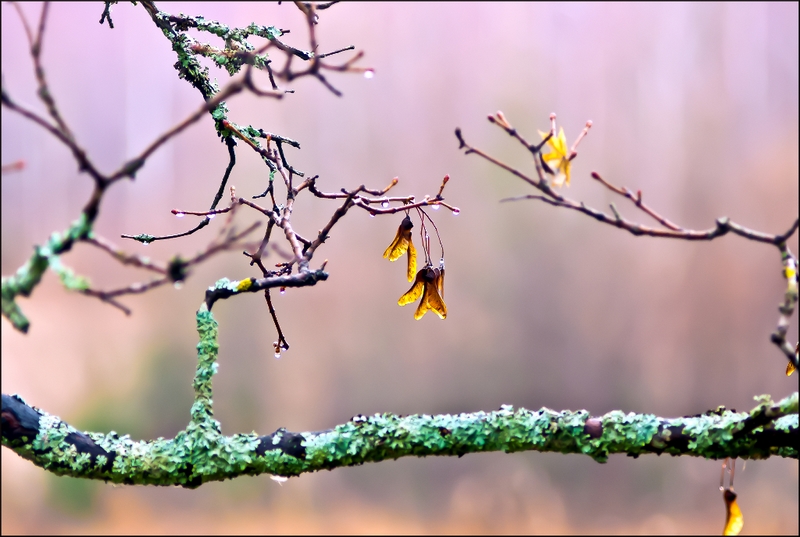 552 - AFTER RAIN - HONKANEN JARMO - finland.jpg